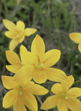 明黄色风雨兰易活好养可盆栽地栽可籽播
