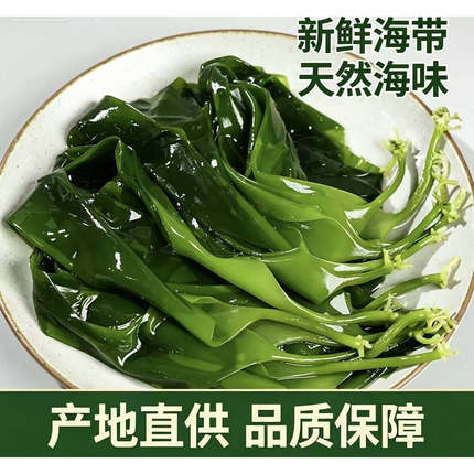 海带裙带菜海带苗嫩特级新鲜苗霞浦嫩火锅食材商用小包装整箱批发