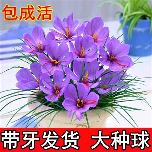 花种子根价格 花种子根图片 星期三