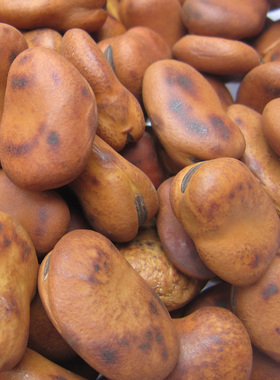 炒铁板胡豆铁豆子干炒蚕豆铁锅炒散装500克特硬农家原味炒胡豆