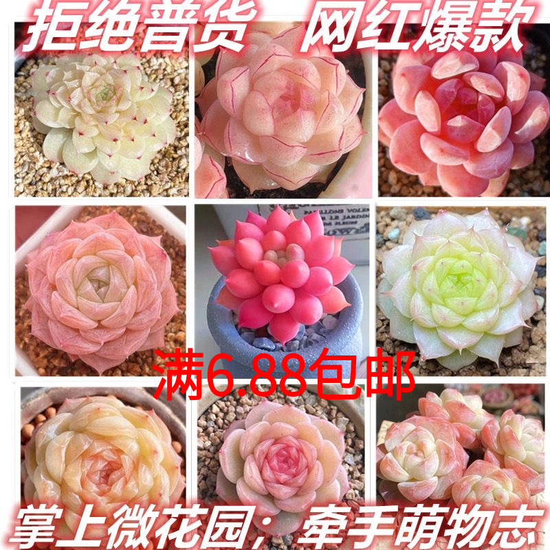 多肉植物组合盆栽网红爆款新手套餐水培大颗好养室内精品肉肉带盆