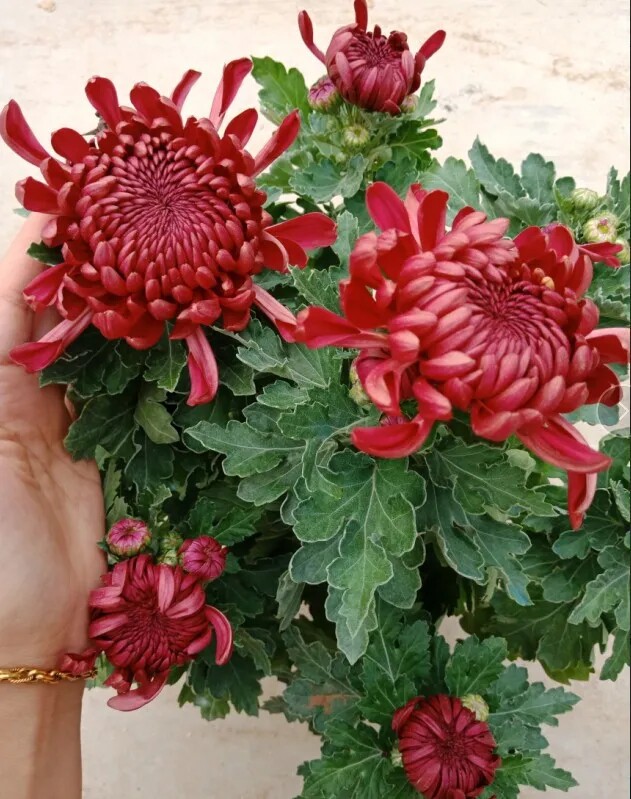 【带花苞发货】红绣球大盆栽菊花苗室内外阳台花卉好养