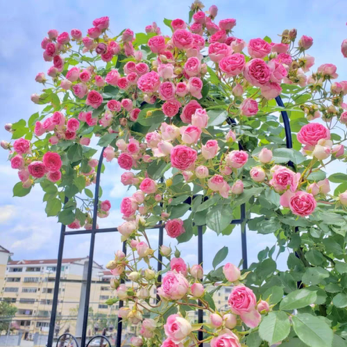胭脂扣爬藤月季蔷薇花苗庭院盆栽攀援植物多头玫瑰花