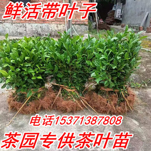 茶叶苗安吉白茶黄金芽茶苗普洱茶龙井碧螺春南方种植四季绿茶树苗