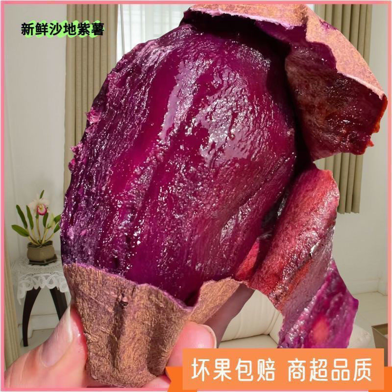 沙地种植新鲜紫薯田间采收紫肉细腻不干口日常主食番薯