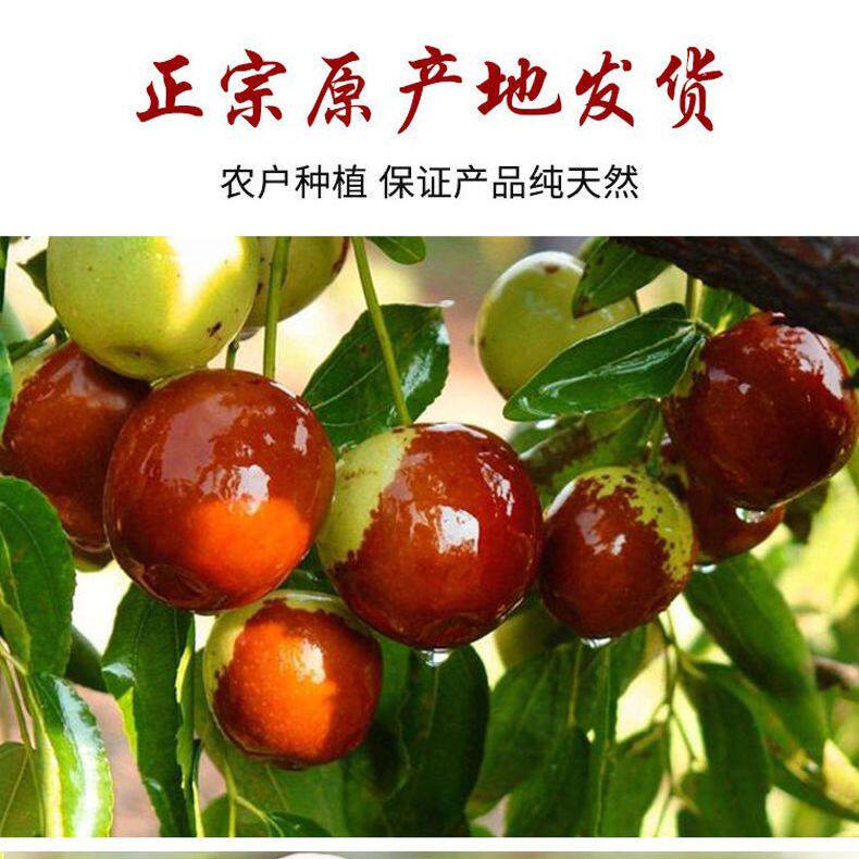 牛奶冬枣现采现发脆嫩无渣清甜爽口日常解馋新鲜水果
