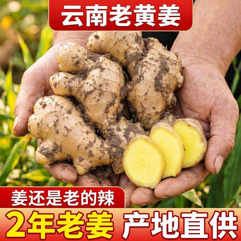 农家小黄姜带土发货保留本味姜香足腌制烹煮多用鲜姜
