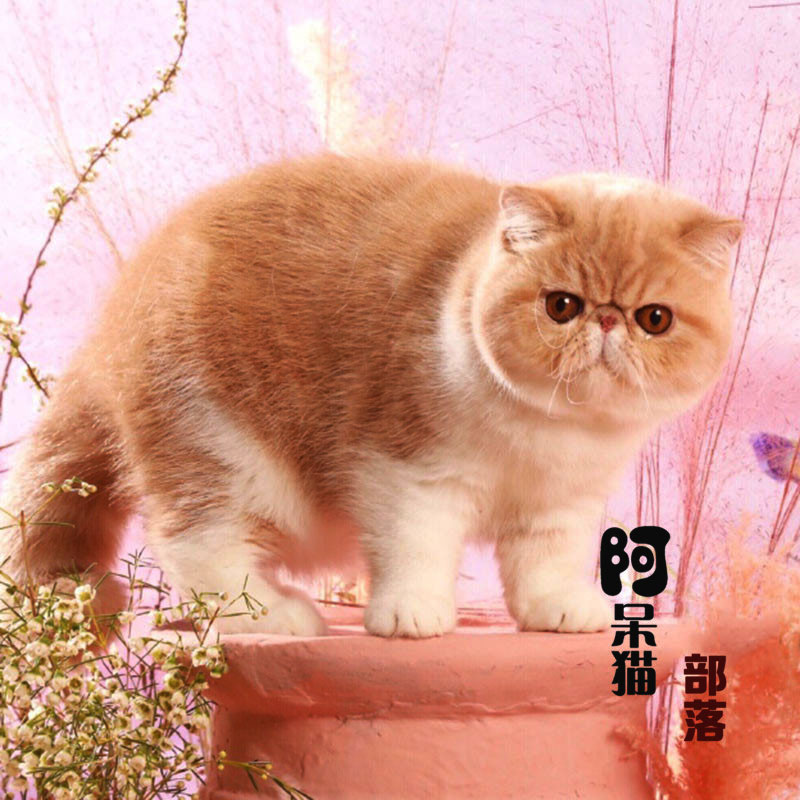 加菲猫活体宠物猫纯白加菲异国短毛猫蓝白网红同款加菲猫咪活体