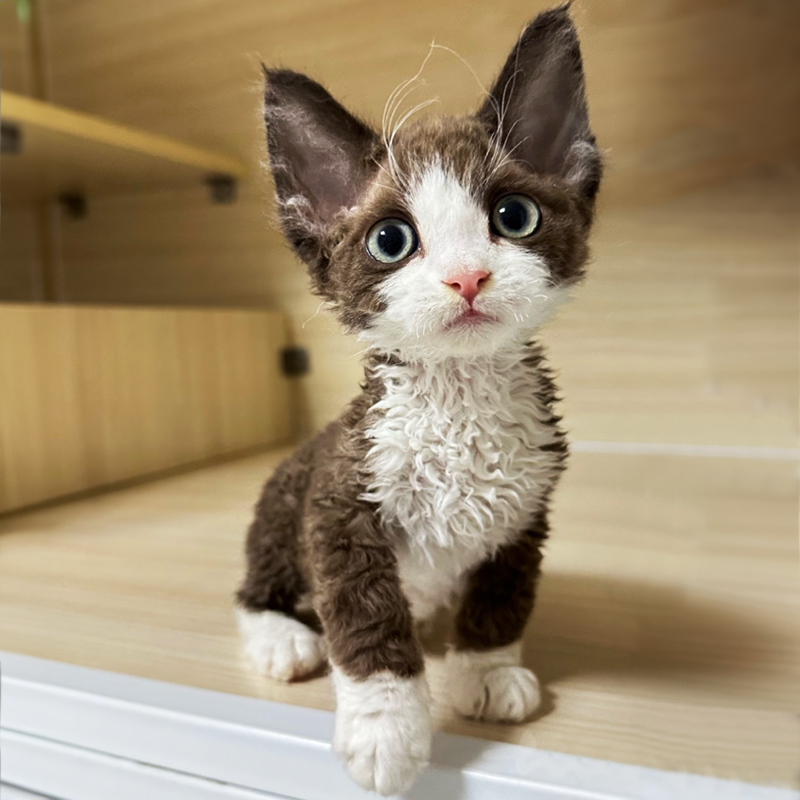 德文卷毛猫纯种幼猫黑白蓝眼不掉毛赛级帝王猫家养活体宠物猫咪