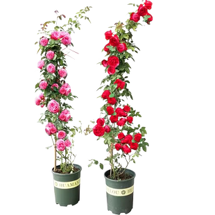 1米8母系大苗蔷薇花苗爬藤植物树墙微藤本月季四季盆栽开花卉玫瑰