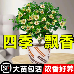 含笑花盆栽树苗香水老桩大树浓香型四季开花干室内庭院带花苞花卉