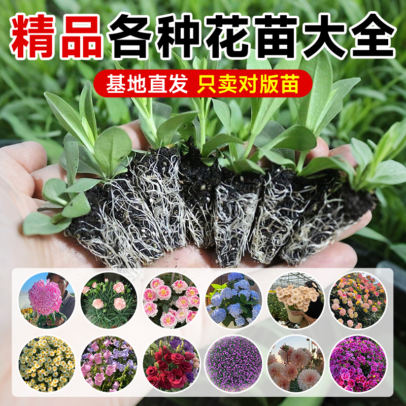 各种花卉花苗大全包对版好养易活