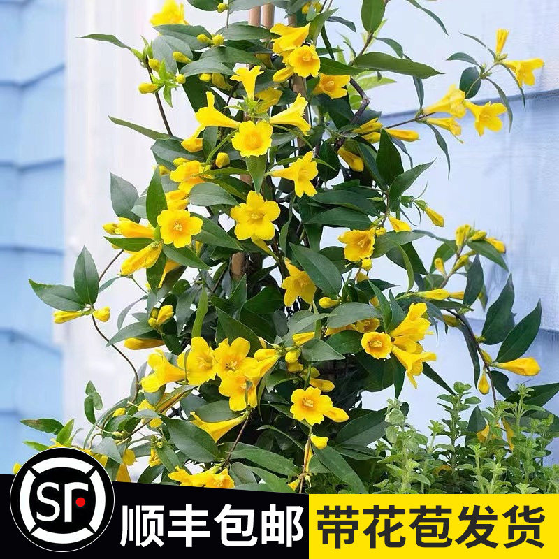发货茉莉发货法国香水茉莉四季开
