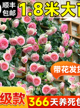 1米8母系大苗蔷薇花苗爬藤植物树墙微藤本月季四季盆栽开花卉玫瑰