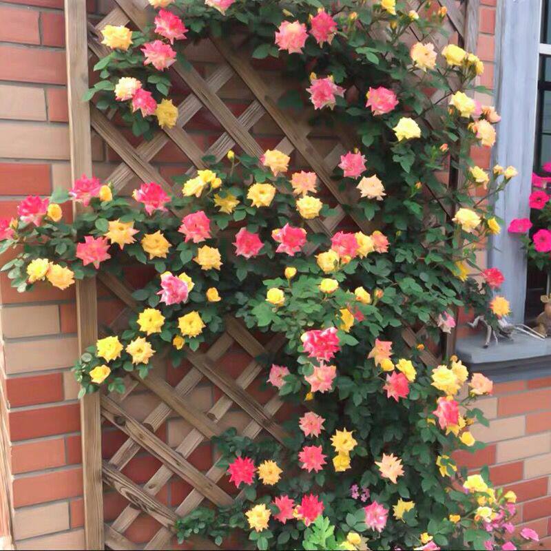 大型庭院藤彩虹月季花苗