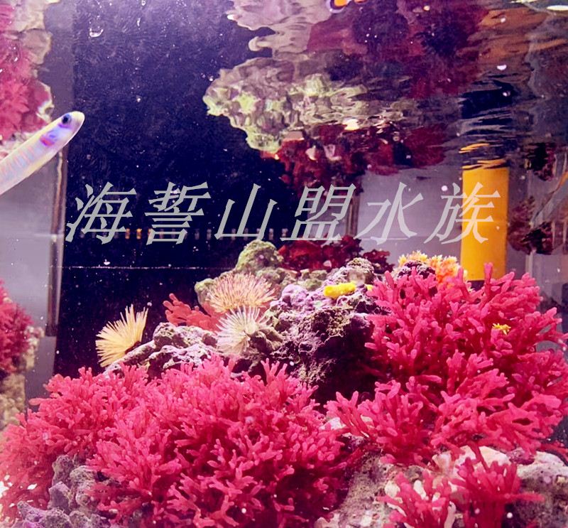 海缸高等藻红竹节藻海水红藻降解nopo4调节水质