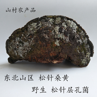 东北野生松针层孔菌 野生松针 松针灵芝 松针层孔菌250克松针桑黄