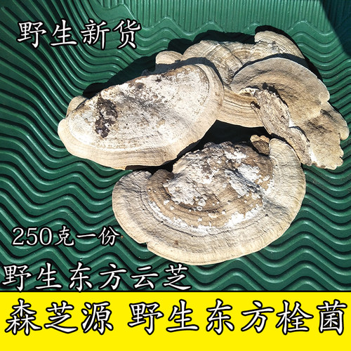 新货东方栓菌野生挑选