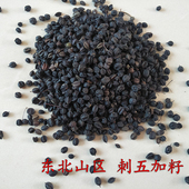 五加籽 刺五加果 泡水刺五加籽干净250克 东北刺五加籽 刺五加籽