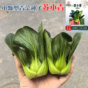 江南名菜苏小青青梗菜种子小型上海青油菜种籽苏州青菜四季蔬菜籽
