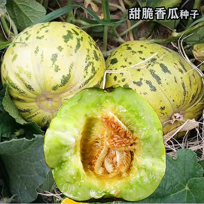 【种子】花脆八里香甜瓜种子东北香瓜种籽花蕾豹纹四季水果蔬菜种
