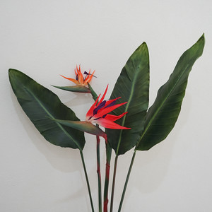芭蕉叶价格 芭蕉叶图片 星期三