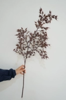 Da Zhi Wild Oat-Dark Crystal