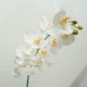 Мягкий клей 9 Phalaenopsis-White Yellow Core