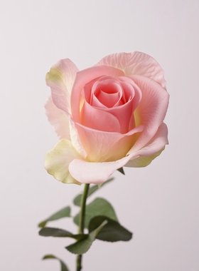 高仿真花手感保湿玫瑰单枝戴安娜家居餐桌装饰假花艺软装插花搭配