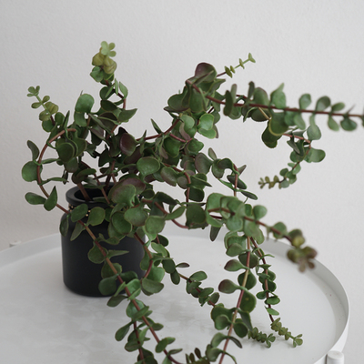马齿苋仿真植物装饰绿植叶子摆件