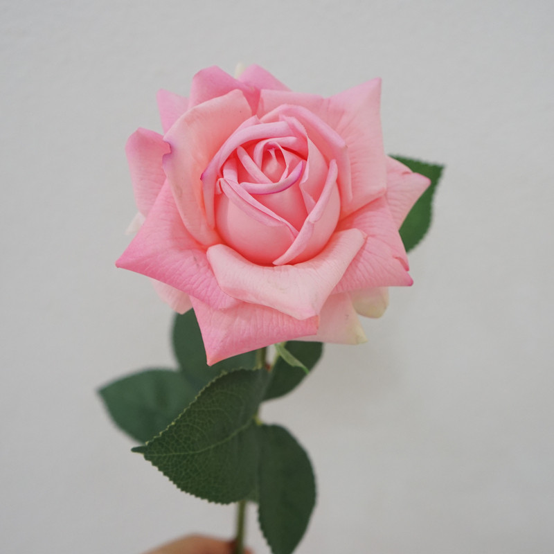 Artificial Flower Austin Feel Moisture rose a living room a decoration flower arrangement decorate Silk flower Artificial flower Decorationin the Home accessories , Vase/Flower/Artificial flowers/Imitation jewelry , Artificial flowers/Artificial flower  category - from Buy2taobao.com to provide professional Taobao agent buy service