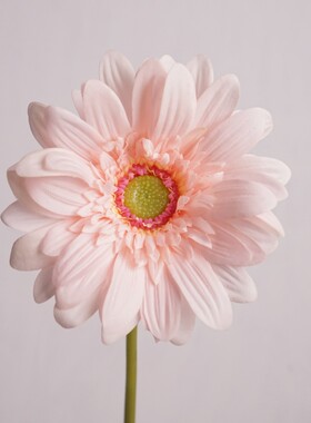 雪莉仿真花餐桌装饰花艺非洲菊