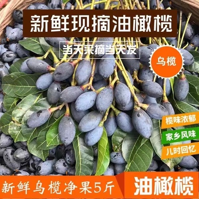 正宗乌橄榄油榄可制榄角下饭菜