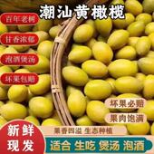 潮汕新鲜本地黄橄榄甘香煲汤炖汤老树黄果浓香青橄榄特产孕妇水果