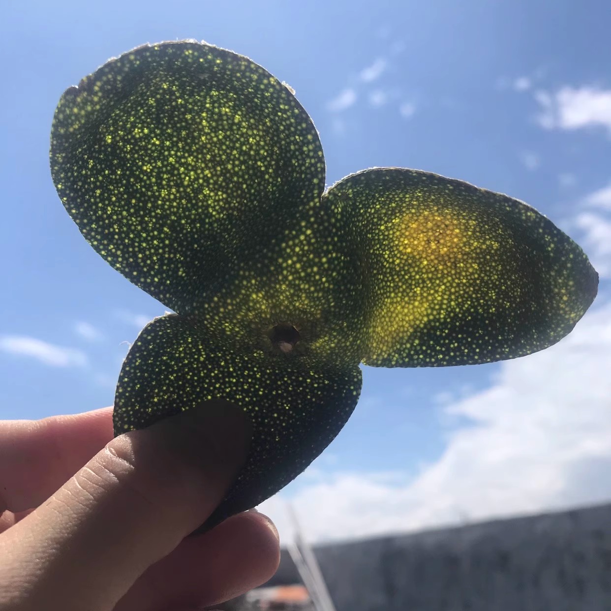 正宗新会老树头采新会大青皮