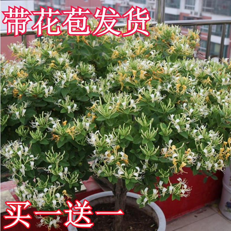 金银花树苗四季常青耐寒爬藤植物