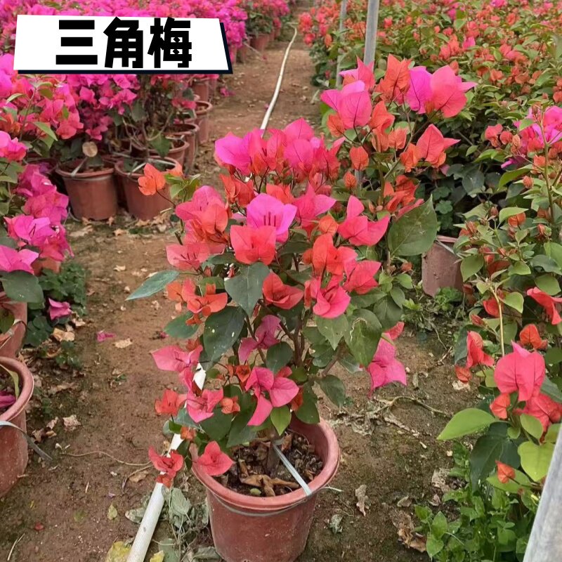 三角梅原盆原土云南紫盆栽带花多年生植物阳台庭院懒人好养活花卉图片