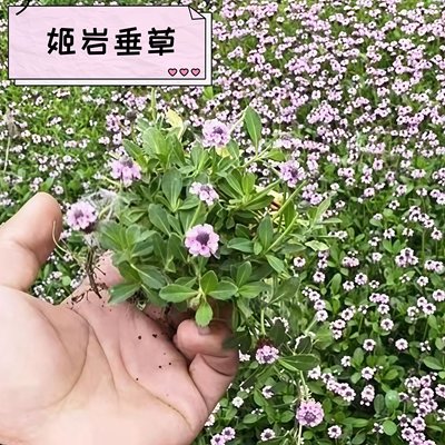 姬岩垂草园晶草耐踩地被植物成都