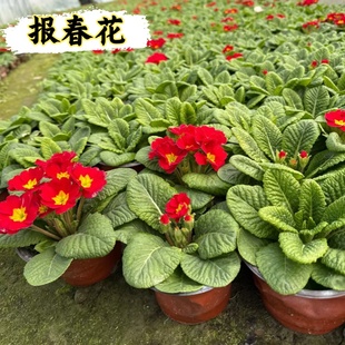 报春花盆栽带花苞室外迎春花重瓣羽叶花适合冬天养的花耐寒不怕冻