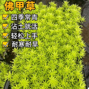 黄金佛甲草坪盆栽耐热耐寒四季常绿地被花镜植物庭院假山造景小叶