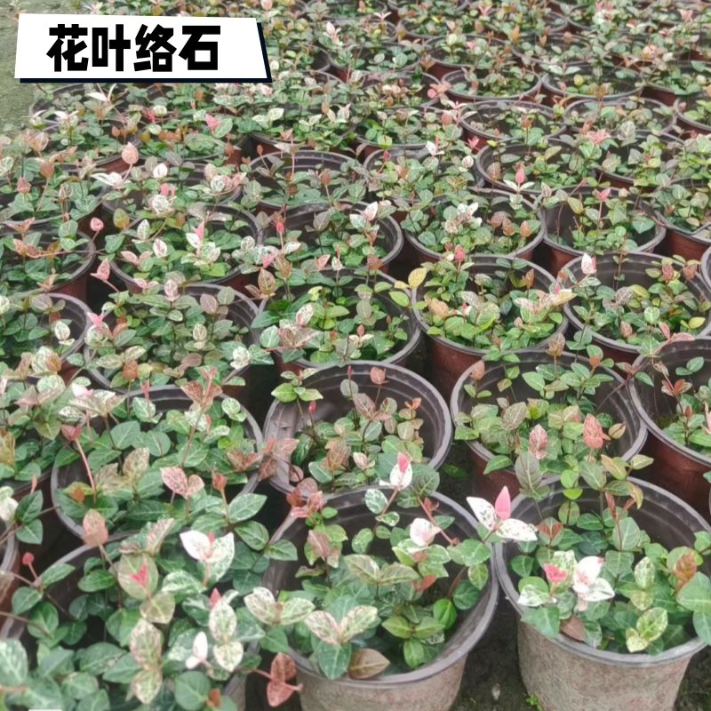 花叶络石五彩花卉盆栽耐阴好养活爬藤绿植阳台庭院垂吊藤本植物,鲜花速递/花卉仿真/绿植园艺,藤本/攀援植物,淘宝优惠券,粉丝福利购,淘宝优惠卷