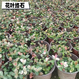 花叶络石五彩花卉盆栽耐阴好养活爬藤绿植阳台庭院垂吊藤本植物