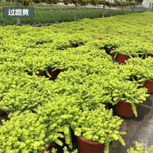 金叶过路黄盆栽 多年生黄金佛甲草中华景天翠云草蔓延草坪地被植