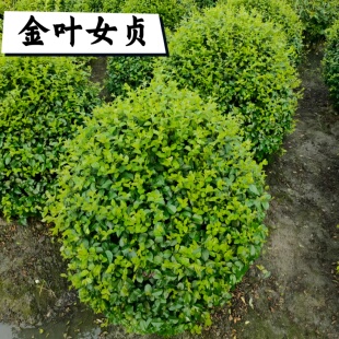 精品金叶女贞树苗球耐寒绿篱四季常青花镜植物耐寒耐旱造型树绿植