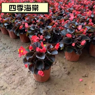 四季海棠花盆栽丽格海棠好养室内四季阳台玻璃翠鲜花盆栽带花包邮