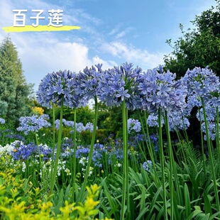 百子莲根茎花卉植物种植开花耐寒庭院阳台多年生宿根好养活耐热