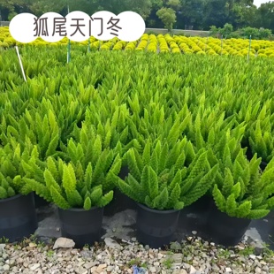 狐尾天门冬盆栽庭院花园花镜植物室内观叶绿植四季常青多年生好养