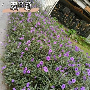 翠芦莉花小苗矮生绿植木贼笔管草花叶芦苇火星园林工程苗水生植物