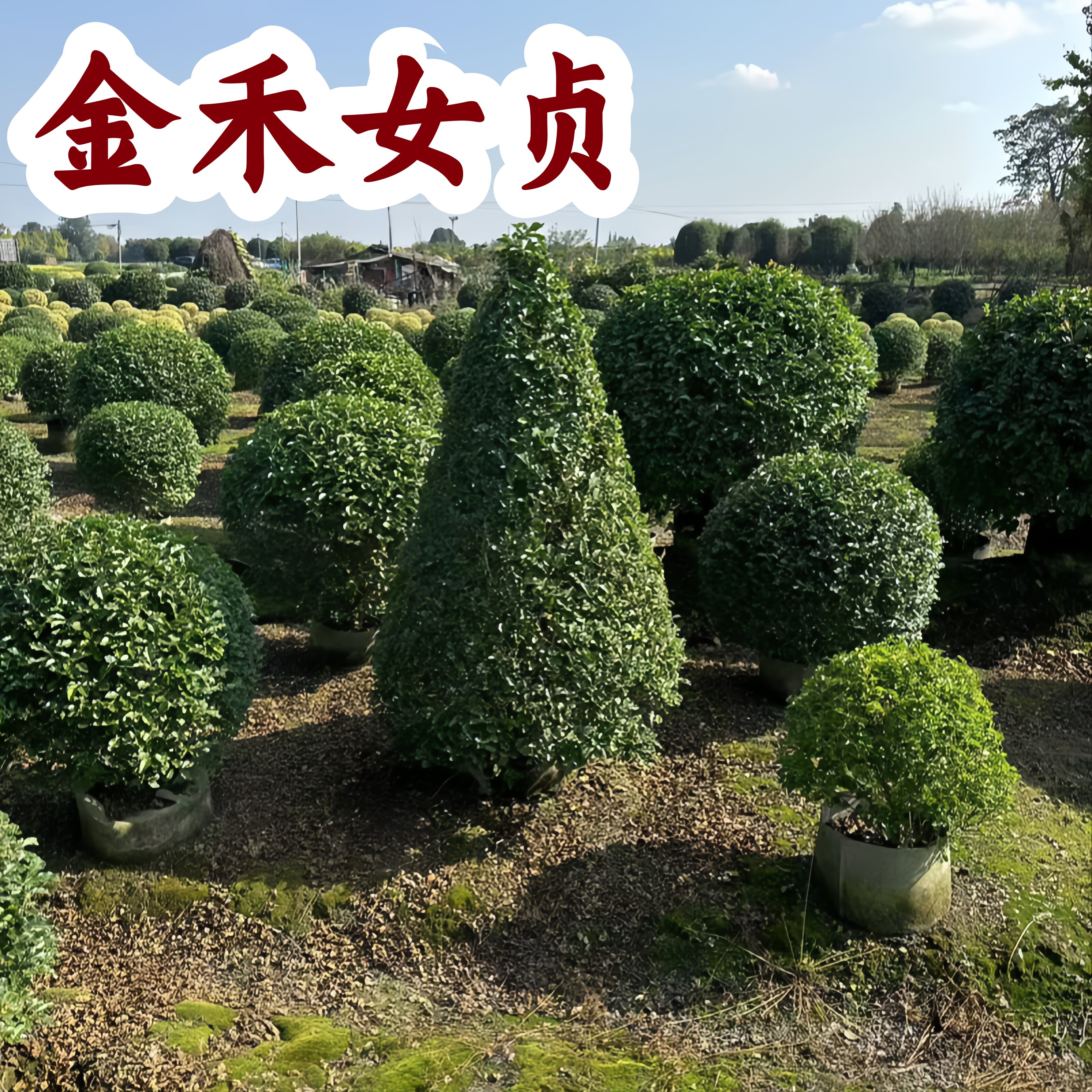 金禾女贞小苗球形柱形棒棒糖造型篱笆植物金叶绿植庭院金禾女贞苗