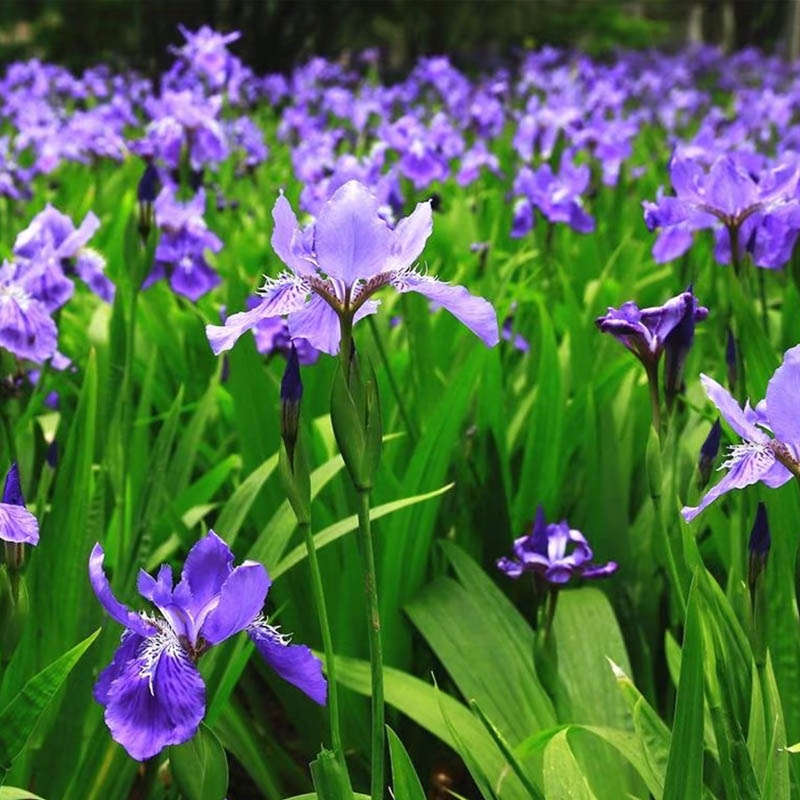德国鸢尾花苗盆栽室内地栽绿植易